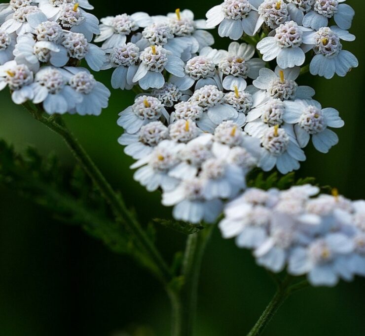 Achillée millefeuille