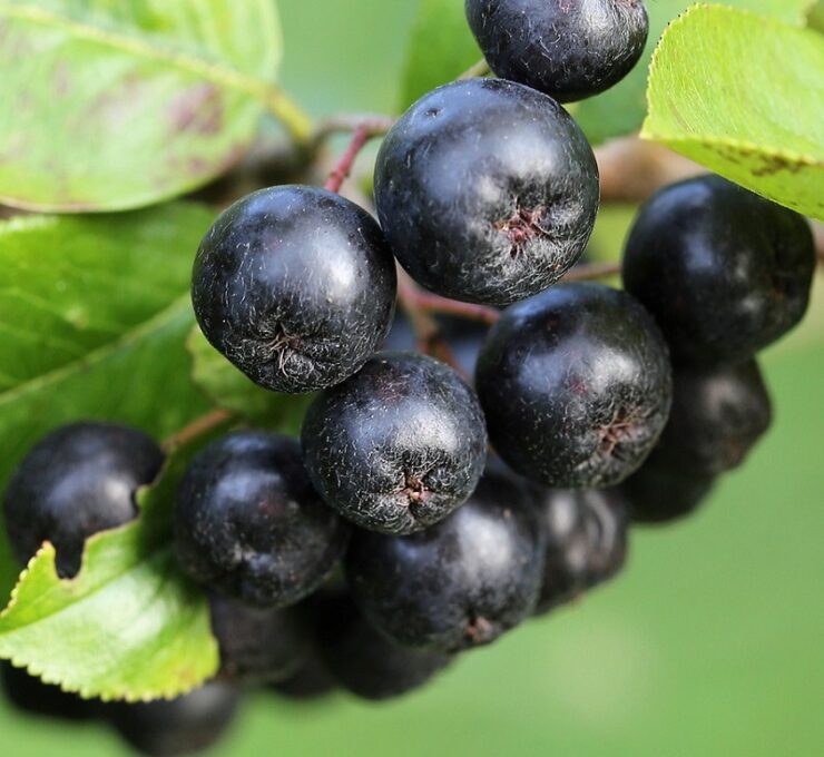 Aronia à fruits noirs